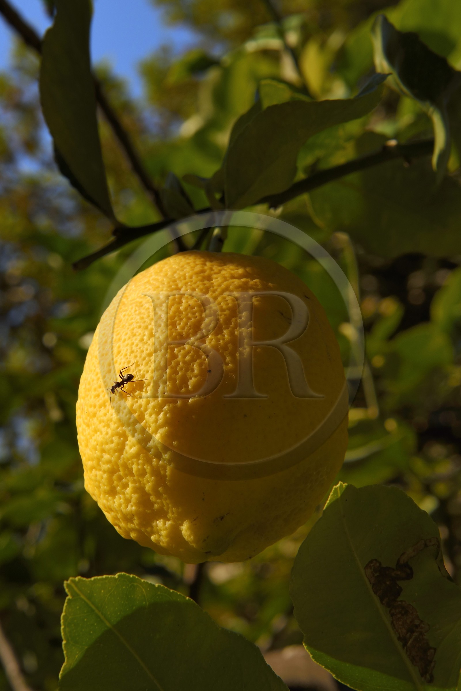 France, Alpes-Maritimes (06), Menton, le domaine de la Citronneraie créé par François Mazet, le Citron de Menton n’est pas ciré et ne subit aucun traitement chimique après la récolte