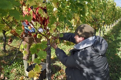 France, Haut Rhin, the Alsace Wine Route, Bergheim, grape harvest on a plot of the Wine estate Marcel Deiss