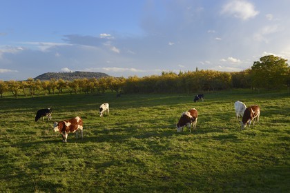 France, Meuse, Lorraine Regional Park, Cotes de Meuse, Buxières-sous-les-Côtes, herd of cows