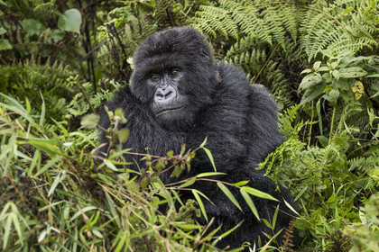 Rwanda, Province du Nord, Parc National des Volcans dans la chaine des Monts Virunga, mont Karisimbi, gorille des montagnes (Gorilla beringei beringei) du groupe Susa