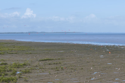 France, Guyane, Cayenne, la mangrove a pris position sur les bancs d'alluvions entrainés des montagnes des Andes par le fleuve Amazone et entoure la totalité de la presqu'île de Cayenne, dans une période cyclique future elle disparaitra complétement pour à nouveau laisser place à la mer, ibis rouge en vol (vue aérienne)