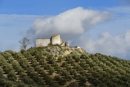 Spain, Andalusia, Jaén Province, olive groves south of Martos