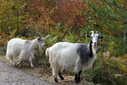 France, Corse du Sud, Prunelli river valley, Bastelica, herd of goats on the roadside