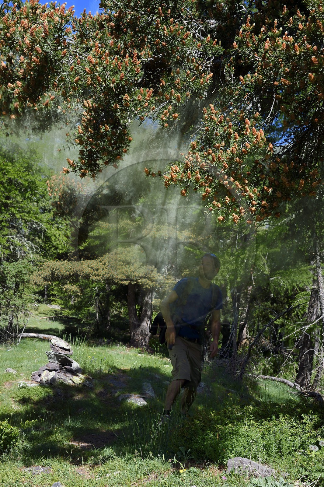 France, Alpes-Maritimes (06), parc national du Mercantour, Haute-Vésubie, vallon de la Gordolasque, Pin sylvestre (Pinus sylvestris)