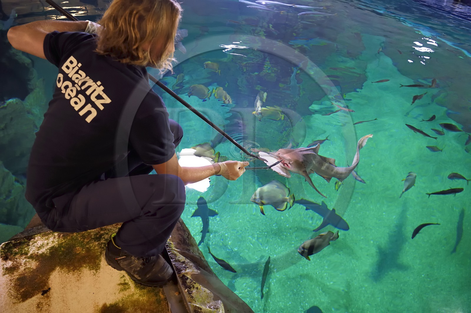 France, Pyrénées-Atlantiques (64), Pays-Basque, Biarritz, l'Aquarium - le Musée de la Mer, Jean Baptiste Nurenberg nourrissant un requin-zèbre (Stegostoma fasciatum)