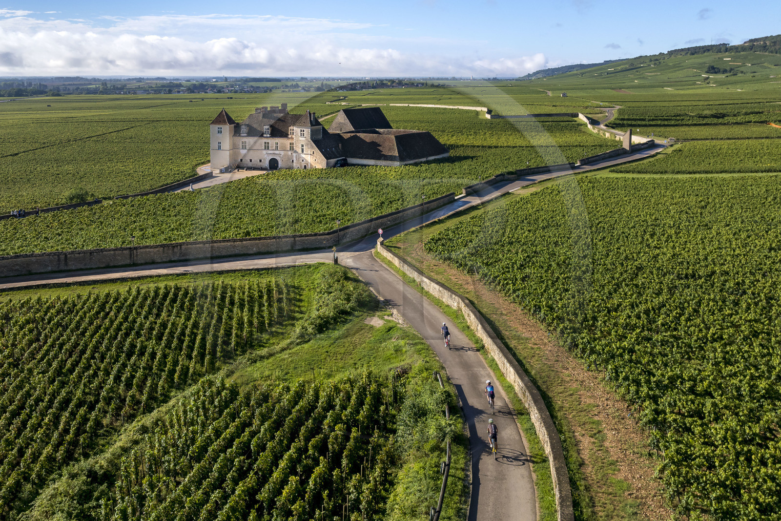 France, Côte-d'Or (21), Paysage culturel des climats de Bourgogne classés Patrimoine Mondial de l'UNESCO, Route des Grands Crus, vignoble de la Côte de Nuits, Vougeot, cyclistes sur une petite route menant au Chateau du Clos de Vougeot entouré par le vignoble (vue aérienne)