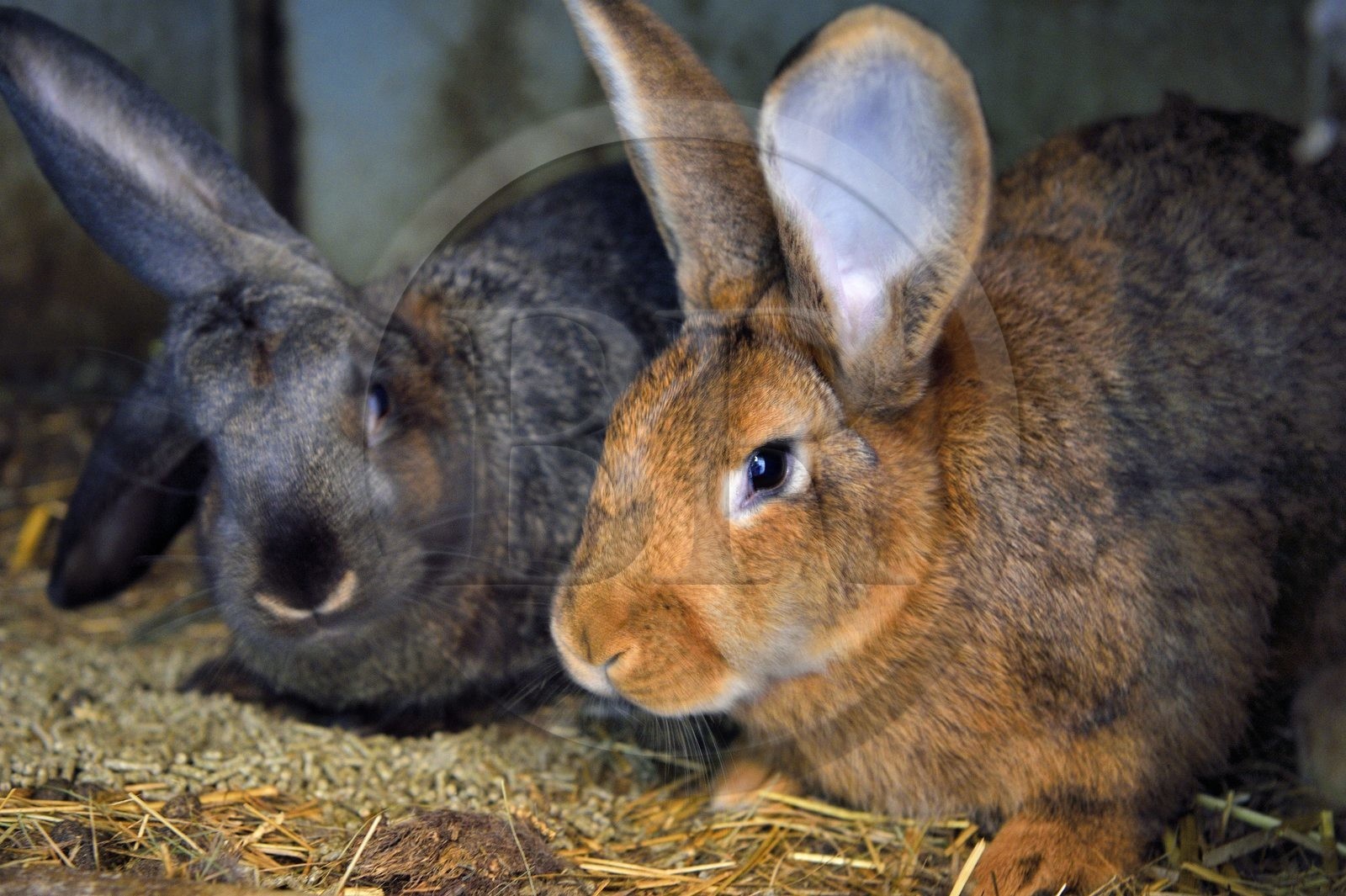 France, Haut-Rhin (68), Wasserbourg, Ferme-auberge Buchwald, lapins de la ferme