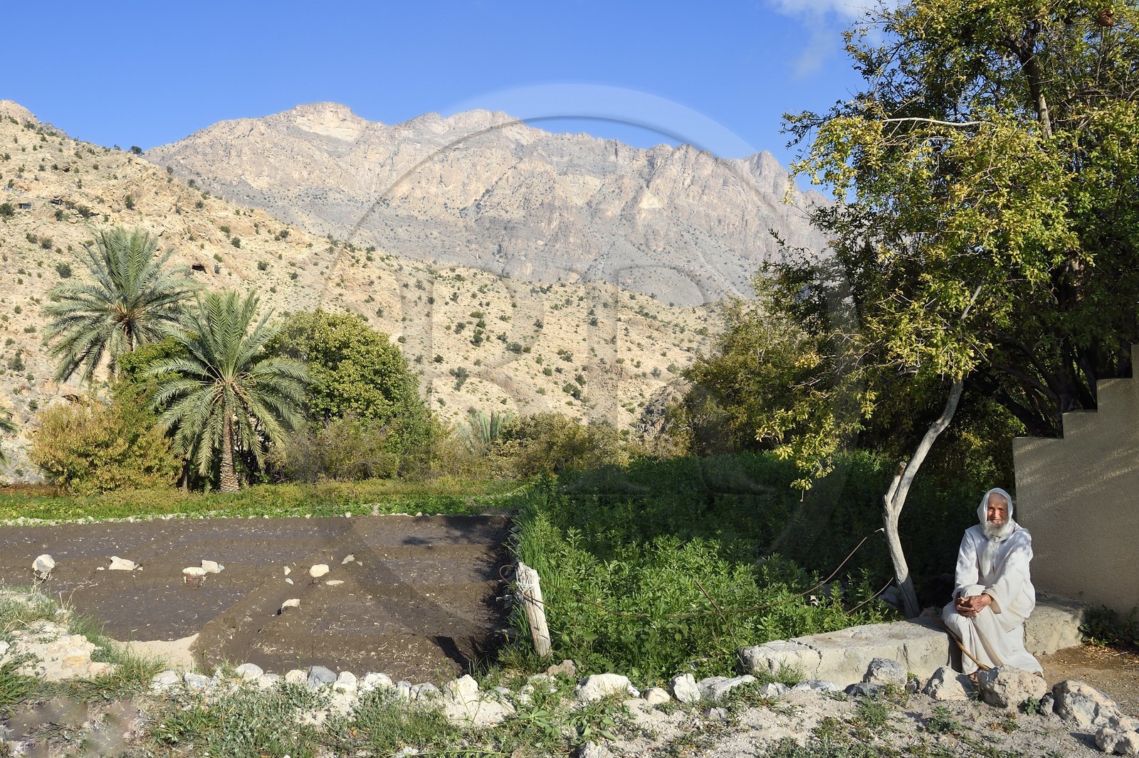 Sultanat d'Oman, Gouvernorat d'Al-Batina du Sud, Hajar occidental, Wadi Mistall, vieil homme dans les cultures en terrasses au dessus du village de Wakan (Wukan)