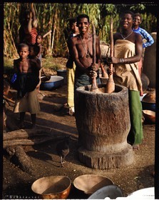 Burkina Faso, province de Poni, pays des Lobi, région de Loropéni, épouses du chef de village de Lakar pilant le mil (céréale)