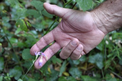 France, Var, between Bagnols en Foret and Roquebrune sur Argens, hike in the Gorges du Blavet, cephalanther orchid known as of month of may orchid