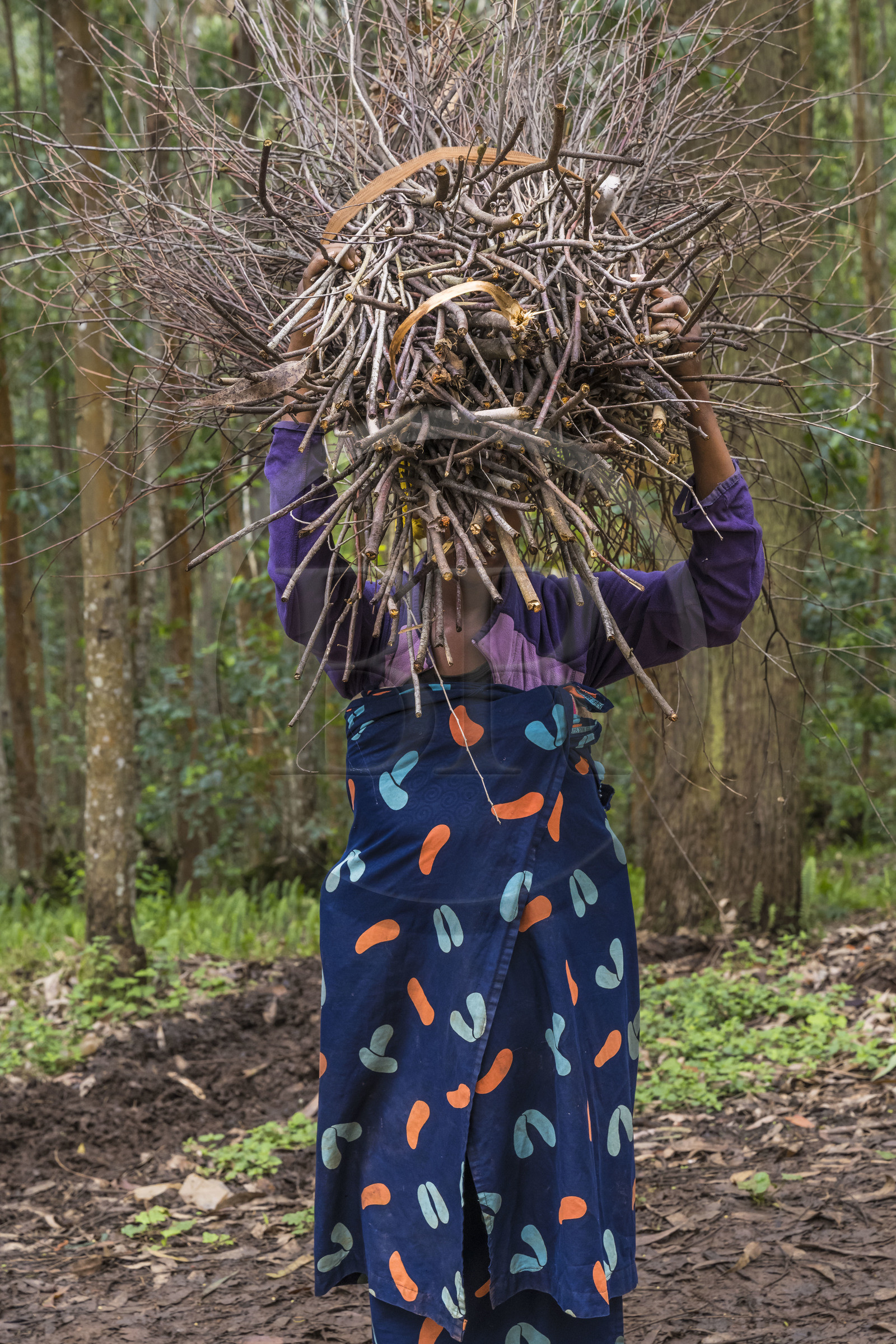 Rwanda, Western Province, Gisuma, peasant woman carrying her bundle of firewood on her head