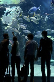 Principauté de Monaco, Monaco, le musée océanographique, aquarium du Lagon au Requins