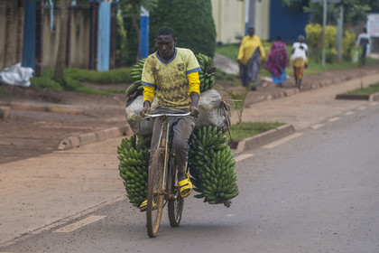 Rwanda, Province de l’Est, Kayonza, transport de régime de bananes plantain sur bicyclette sur la route de l'Akagera, les bicyclettes sont le principal moyen de transport local