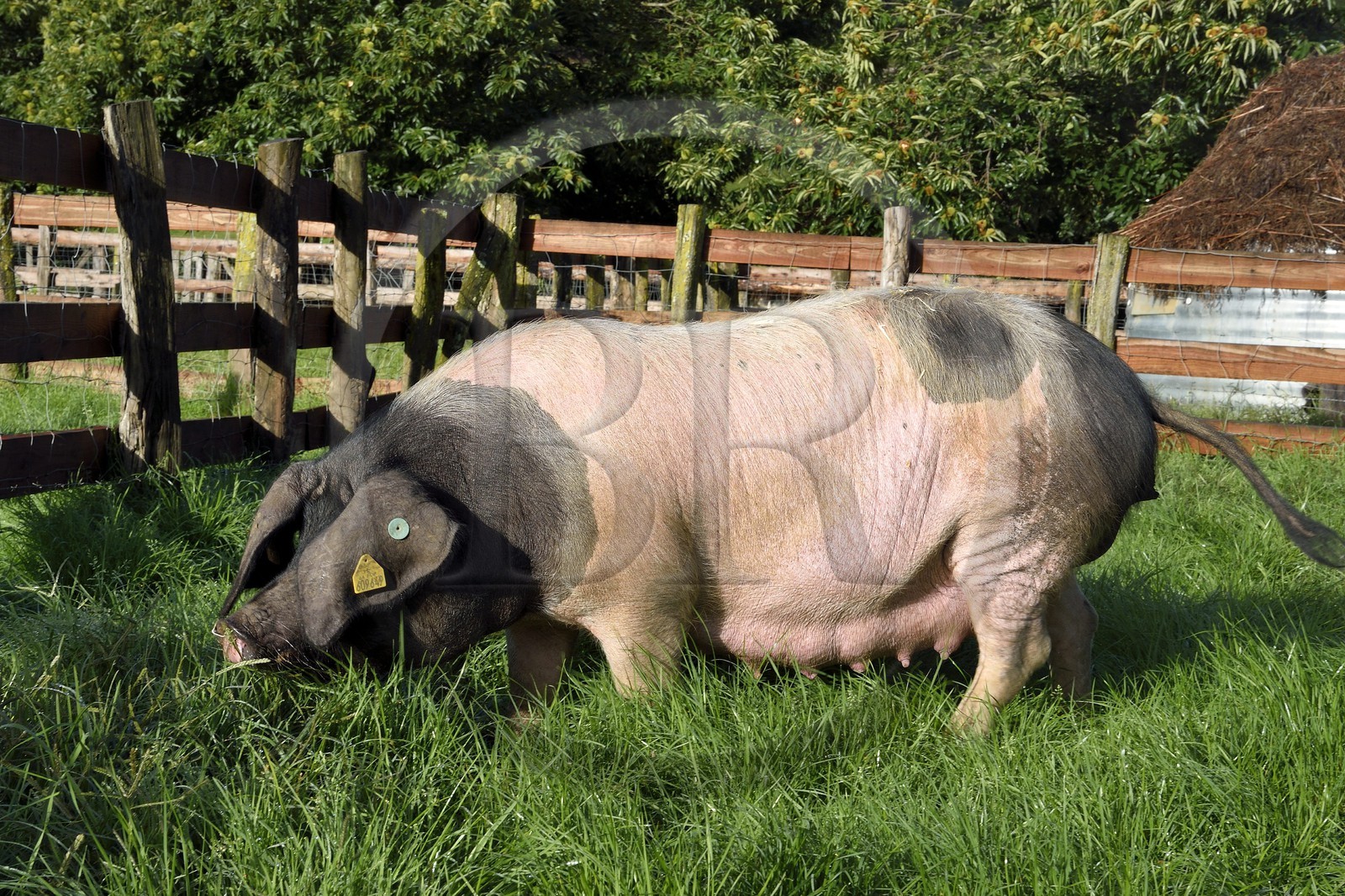 France, Pyrénées-Atlantiques (64), Pays-Basque, vallée des Aldudes, élevage Pierre Oteiza de porcs basques de race pie noir pour la production du jambon Kintoa AOC, cochette (jeune truie) France, Pyrénées-Atlantiques (64), Pays-Basque, vallée des Aldudes, élevage Pierre Oteiza de porcs basques de race pie noir pour la production du jambon Kintoa AOC, cochette (jeune truie)