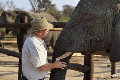 Zimbabwe, Midlands Province, Gweru, Antelope Park home to ALERT (African Lion and Environmental Research Trust), the managing director Gary Jones with an African elephant (Loxodonta africana)