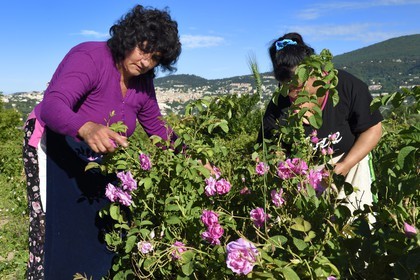France, Alpes-Maritimes (06), Grasse, cueillette dans le champ de rose Centifolia de l'horticulteur Constant Viale par la gitane Nini Lafleur (en gilet violet) qui était la femme de Alain Delon dans le film Le Gitan