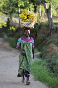 Tanzania, Morogoro district, Uluguru mountains, around the former german refuge called Morningside, woman carrying a basket of bananas on her head