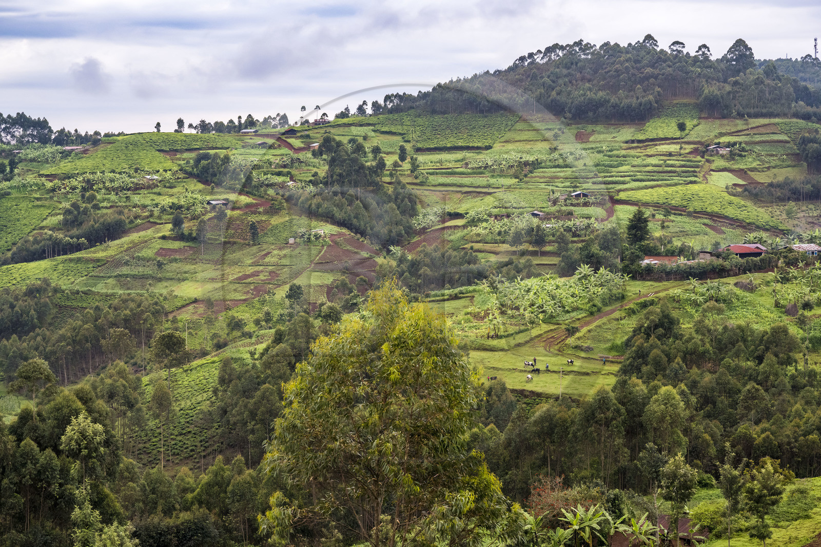 Rwanda, Province de l’Ouest, Nyakabuye, une colline typique de cette région avec un mélange de cultures dont le thé et le bananier, espaces agricoles entrecoupés de forêts d'eucalyptus, avec un habitat dispersé et des près pour l'élevage