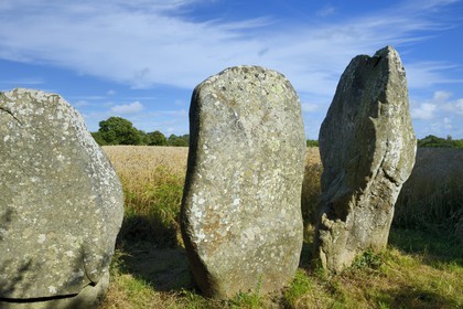 France, Morbihan, Erdeven, row of megalithic standing stones of Kerzerho
