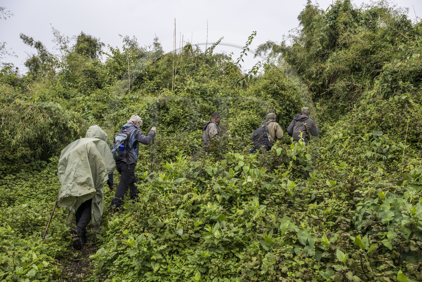 Rwanda, Province du Nord, Parc National des Volcans dans la chaine des Monts Virunga, mont Karisimbi, gardes et pisteurs du Parc accompagnant des touristes à la rencontre des gorilles des montagnes du groupe Susa