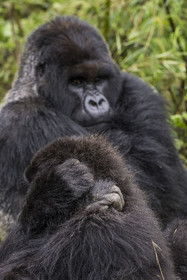 Rwanda, Province du Nord, Parc National des Volcans dans la chaine des Monts Virunga, mont Karisimbi, gorilles des montagnes (Gorilla beringei beringei) du groupe Susa