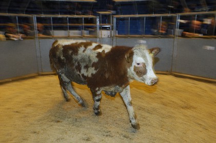 Royaume-Uni, Ecosse, Iles Orcades, Ile de Mainland, vente aux enchère du bétail
