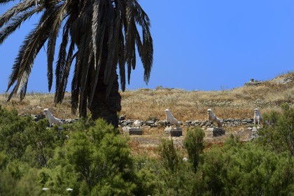 Grèce, île de Delos, classée Patrimoine Mondial de l'UNESCO, site archéologique de Délos, sanctuaire d'Apollon, la plus grande cité antique de la mer Egée, la Terrasse des Lions