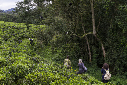Rwanda, Province de l’Ouest, Gisakura, Parc national de Nyungwe, le garde de African Parks Claver Mtoyinkima guidant des touristes sur la piste des Colobes de Ruwenzori (Colobus angolensis ruwenzorii) pendant un safari à pied dans la forêt tropicale humide naturelle bordée par les plantations de thé