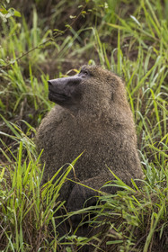 Rwanda, Parc national de l'Akagera, babouin olive (Papio anubis)