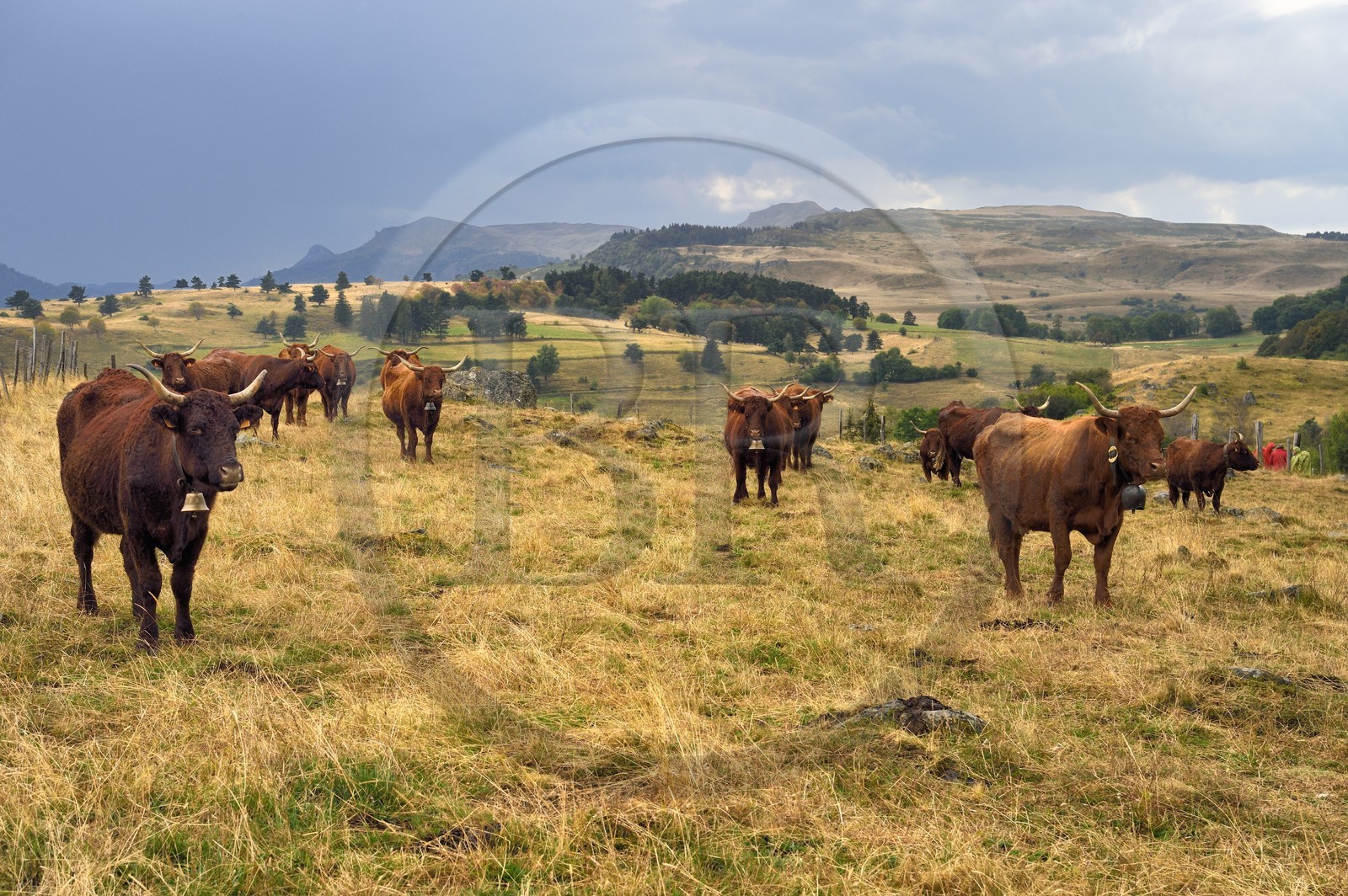 France, Cantal (15), Parc Naturel Régional des Volcans d'Auvergne, plateau de Chastel-sur-Murat sur le chemin de Saint-Jacques de Compostelle par la Via Arverna, vaches Salers dans les prés