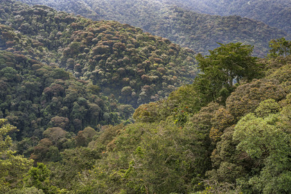 Rwanda, Province de l’Ouest, Colline Ibanda à Uwinka, Parc national de Nyungwe, la canopé vue depuis le Canopy walkway dans la forêt tropicale