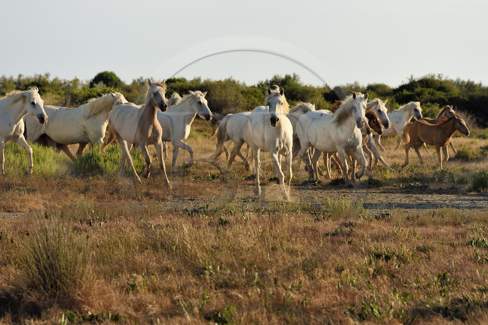 France, Bouches-du-Rhône (13), Parc naturel régional de Camargue, vers l'étang de Malagroy, manade Jacques Mailhan, chevaux de Camargue dans la sansouire France, Bouches-du-Rhône (13), Parc naturel régional de Camargue, vers l'étang de Malagroy, manade Jacques Mailhan, chevaux de Camargue dans la sansouire