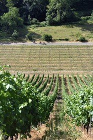 France, Haut-Rhin (68), Route des vins d'Alsace, Thann, vignoble Grand Cru de Rangen