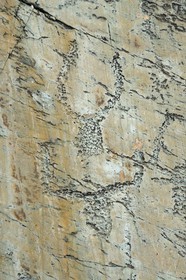 France, Alpes-Maritimes, parc national du Mercantour (Mercantour National Park), the Vallee des Merveilles (Valley of Wonders) scattered with thousands of rupestral engravings of the Bronze Age, schist flagstone called the Rock of the Altar, hornlike figures engravings