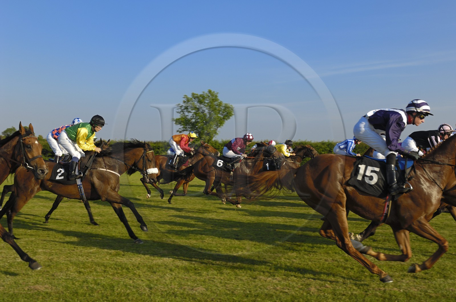 Irlande, Co. Meath, hippodrome de Fairyhouse, course de chevaux
