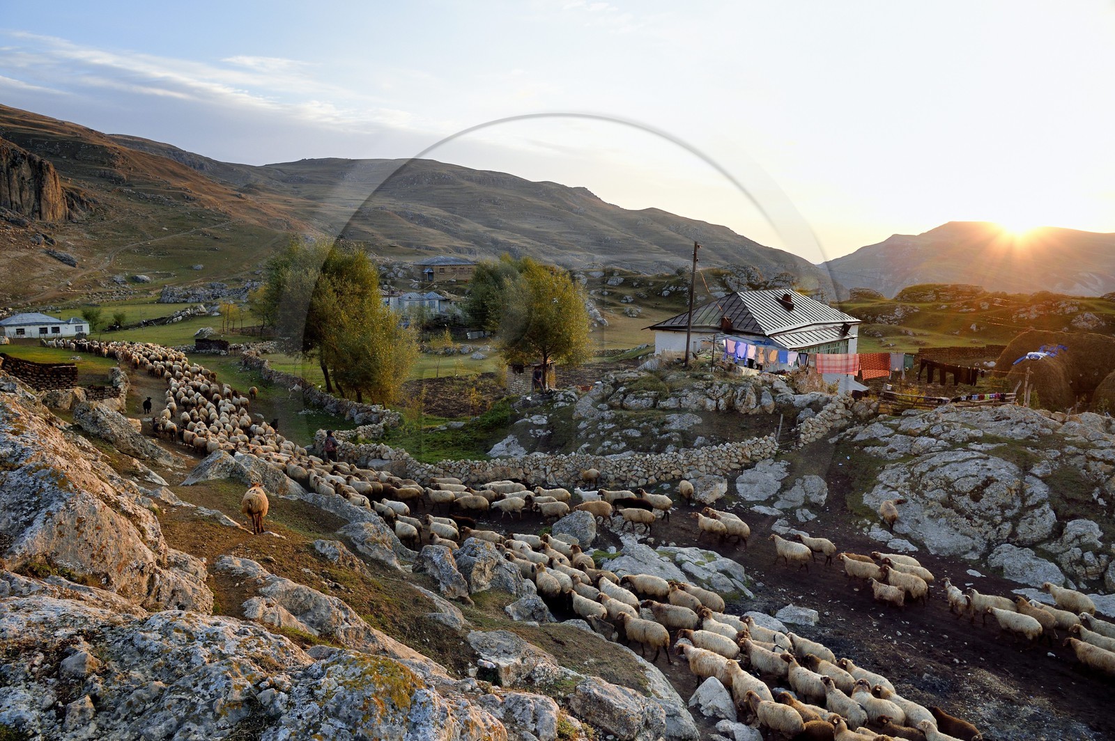 Azerbaïdjan, région de Quba (Guba), chaine de montagne du Grand Caucase, village de Giriz à l'aube, départ des moutons pour les prés