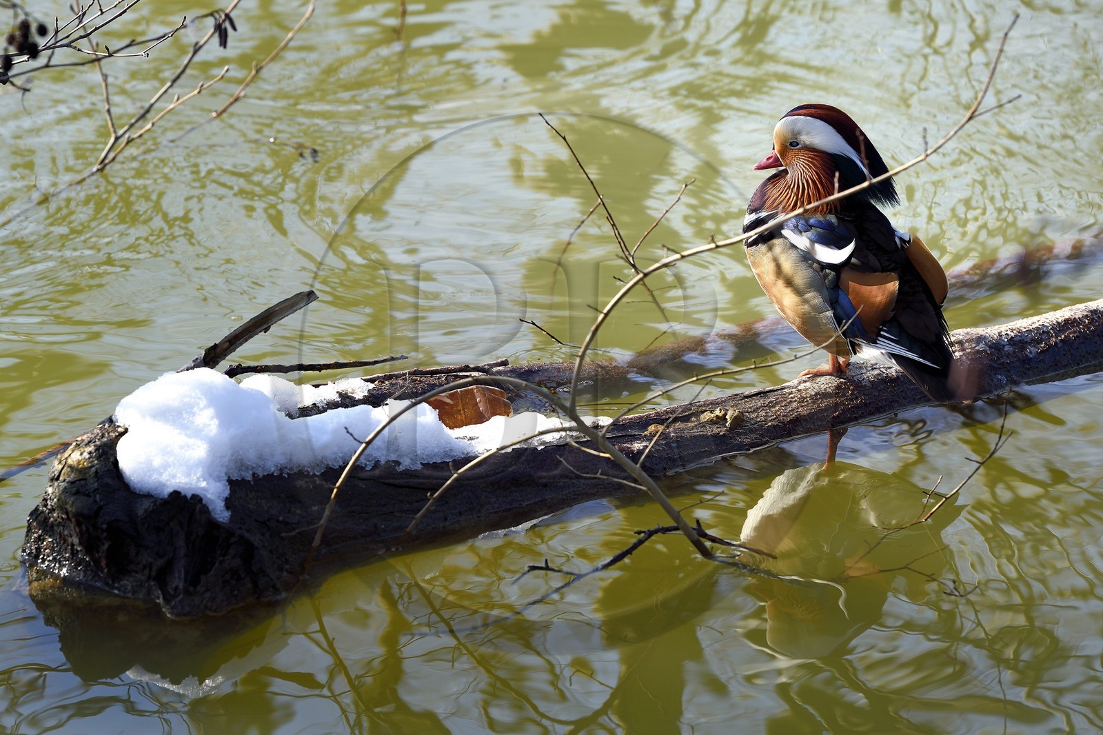 France, Val-de-Marne (94), les bords de Marne, Bry-sur-Marne, canard mandarin mâle (Aix galericulata)