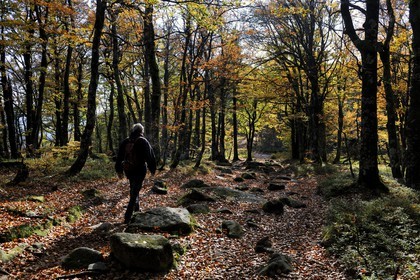France, Haut-Rhin (68), la route des Crêtes, réserve naturelle de Tanet-Gazon-du-Faing,  randonneurs sur le chemin passant sur l'ancienne frontière franco-allemande