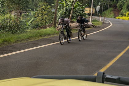 Rwanda, Province de l’Ouest, Mwaga, transport d'un cochon sur une bicyclette, les bicyclettes sont le principal moyen de transport local