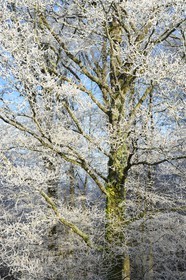 France, Bas Rhin, Saverne region, frosted trees