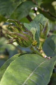 France, Alpes-Maritimes (06), Menton, Jardin botanique exotique du Val Rahmeh, main de bouddha (Citrus medica var. sarcodactylis)