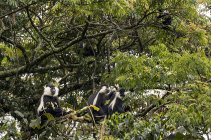 Rwanda, Province de l’Ouest, Gisakura, Parc national de Nyungwe, Colobes de Ruwenzori (Colobus angolensis ruwenzorii) pendant un safari à pied dans la forêt tropicale humide naturelle