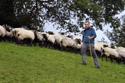 France, Pyrénées-Atlantiques (64), Pays-Basque, vallée des Aldudes, Urepel, l'éleveur de brebis manech tête noire Jean-Bernard Etchebarren