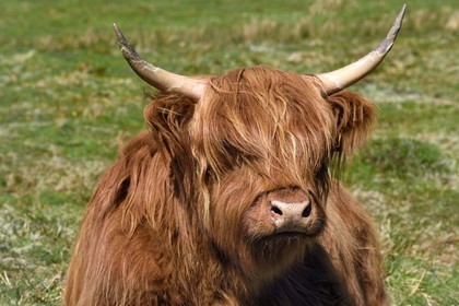 Royaume-Uni, Ecosse, Highland, Hébrides intérieures, Ile de Mull, vache de race Highland