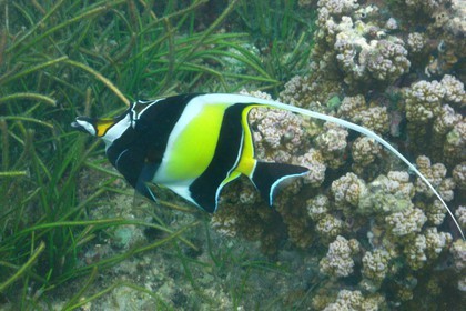France, île de la Réunion, le récif corallien du lagon de la plage de Saint-Gilles et de l'Ermitage (vue sous-marine)