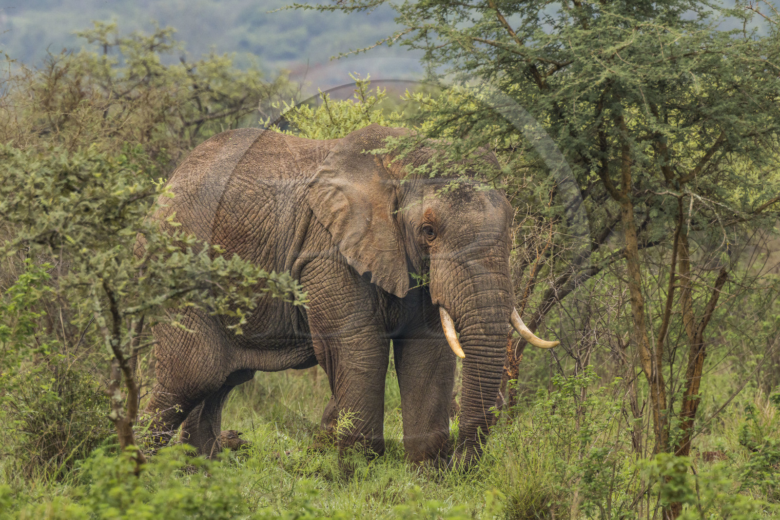 Rwanda, Parc national de l'Akagera, Eléphant de savane (Loxodonta africana)