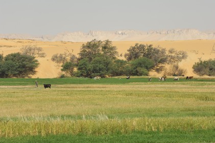 Egypte, désert libyque, oasis de Dakhla, travaux des champs