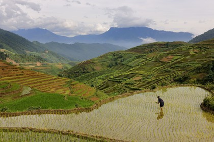 Vietnam, province de Lao Cai, région de Nord-Ouest de Sapa, femme de la minorité Hmong Bleu dans les rizières