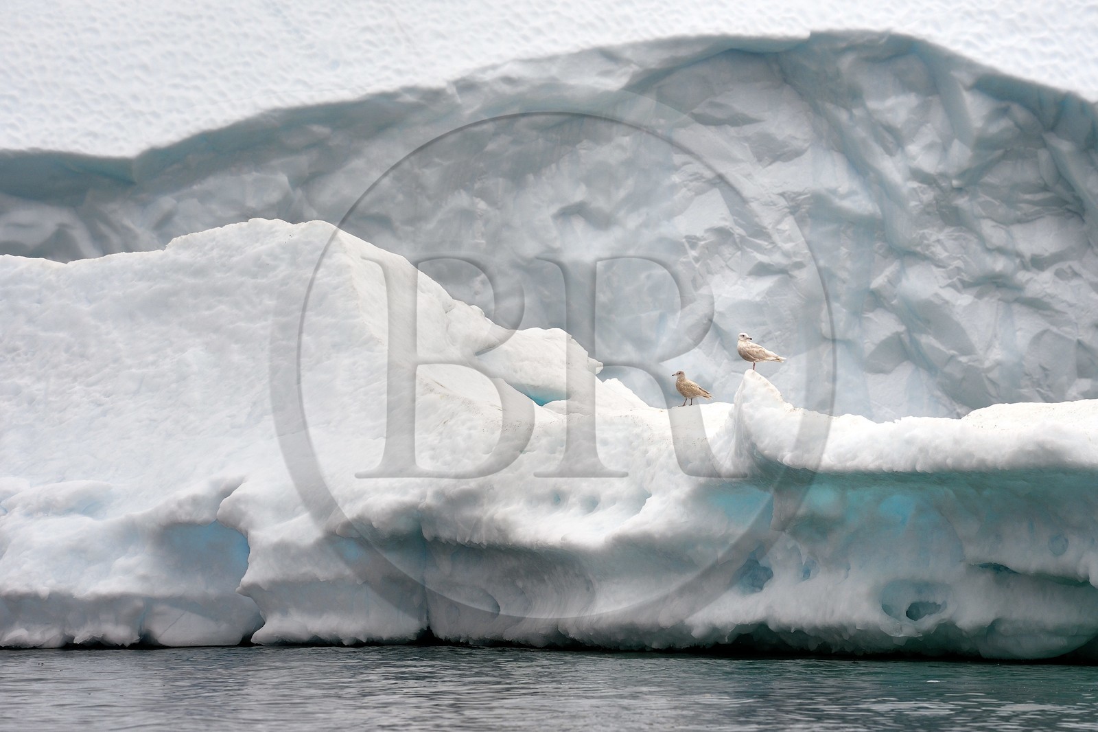 Groenland, cote Nord-Ouest, mer de Baffin, iceberg dans Inglefield Fjord vers Qaanaaq, goéland bourgmestre (Larus hyperboreus)