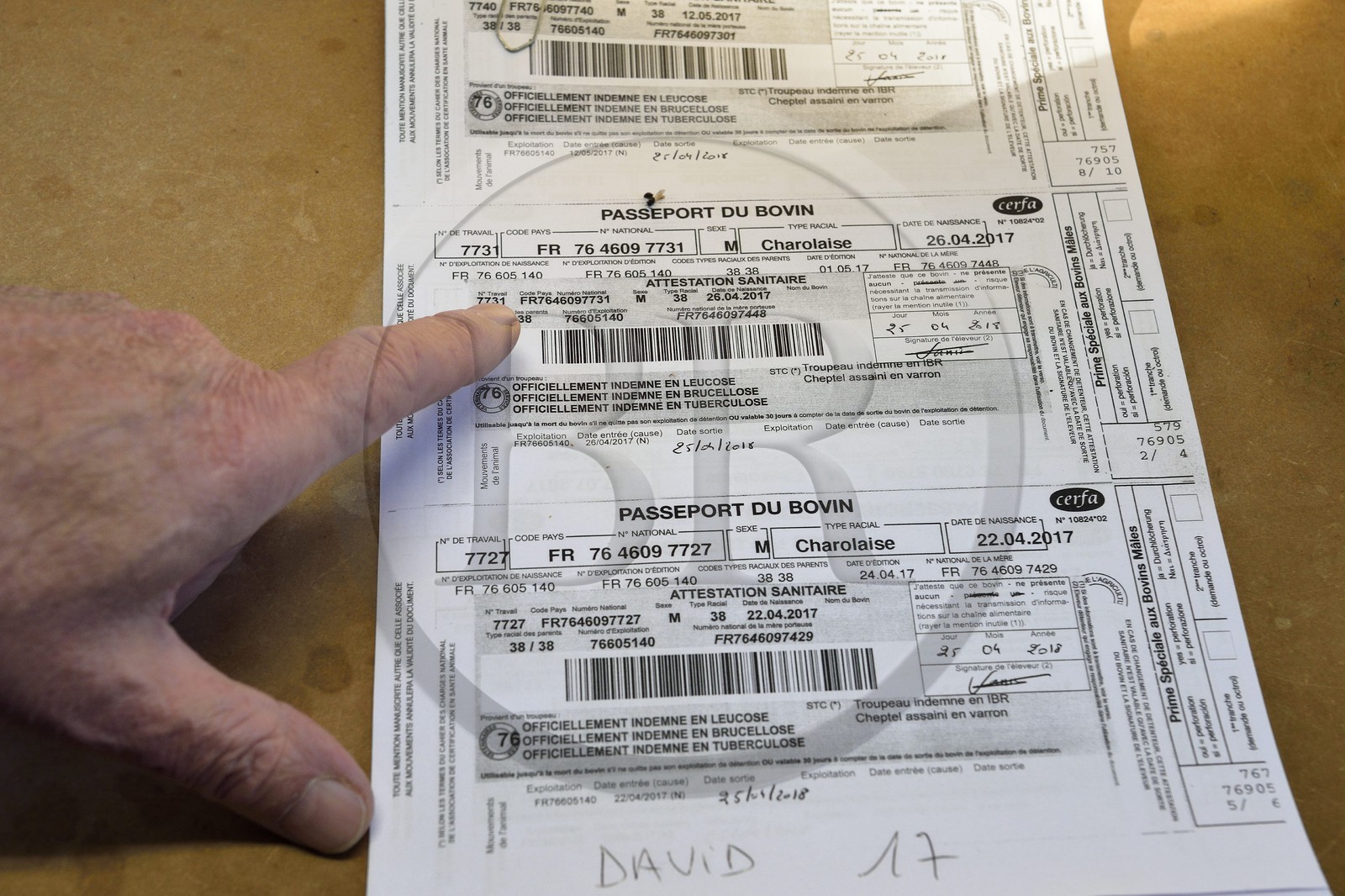France, Seine Maritime, Forges les eaux, livestock market (mainly cows), each animal is accompanied by its passport that is checked at the entrance of the market